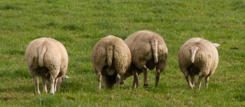 Schaap